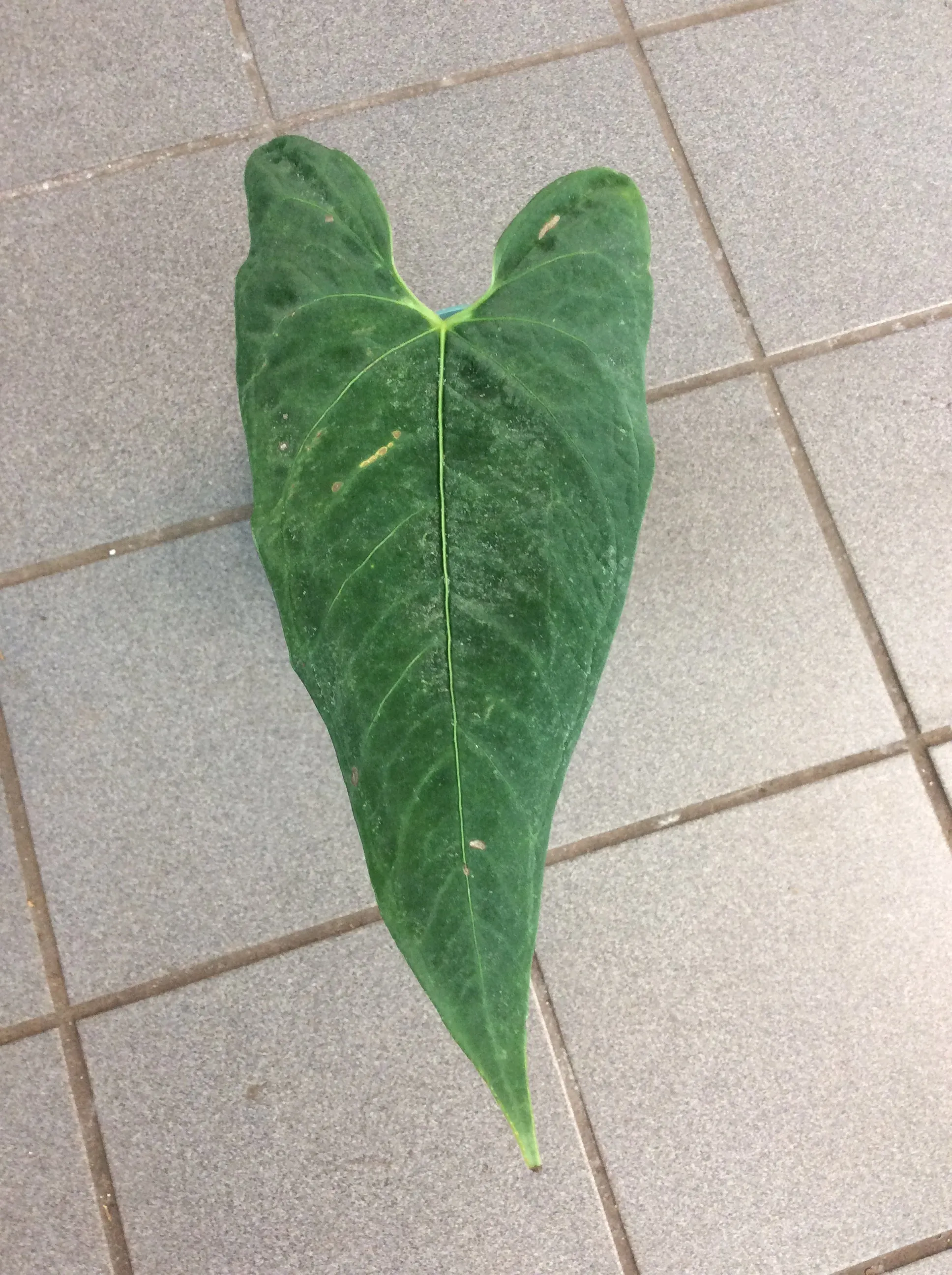 Anthurium exstipulatum