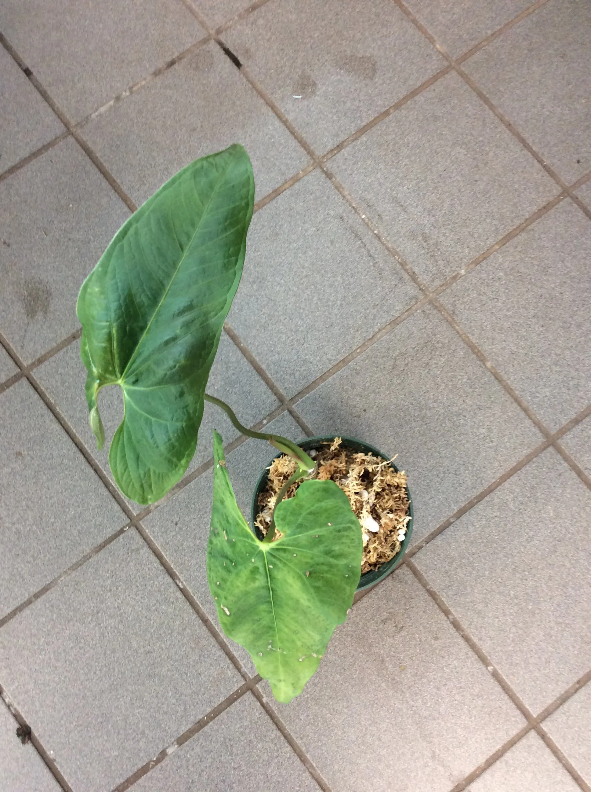 Anthurium exstipulatum