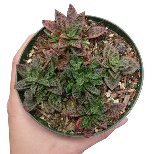 Crassula Tiger Jade Picturata
