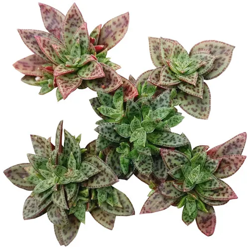 Crassula Tiger Jade Picturata