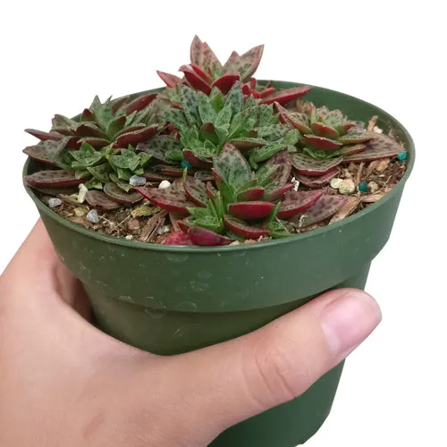 Crassula Tiger Jade Picturata