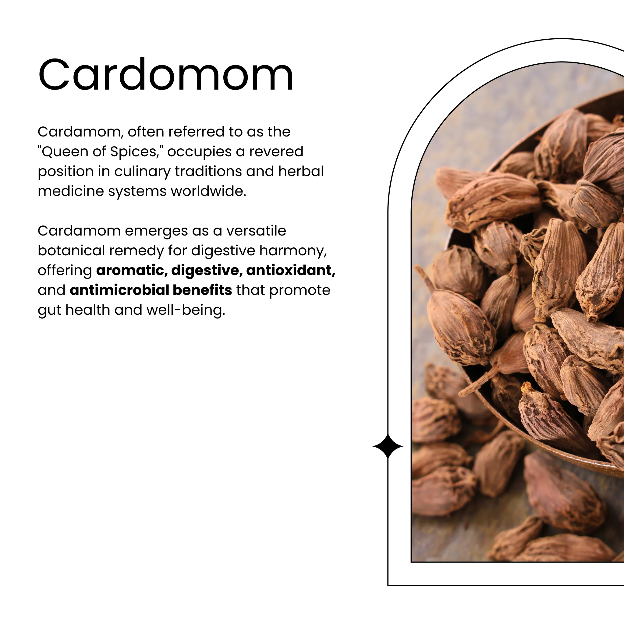 Functional Tea | Gut