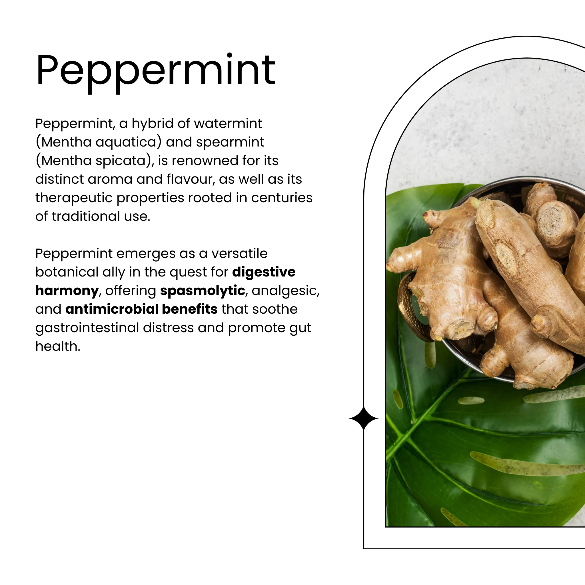 Functional Tea | Gut