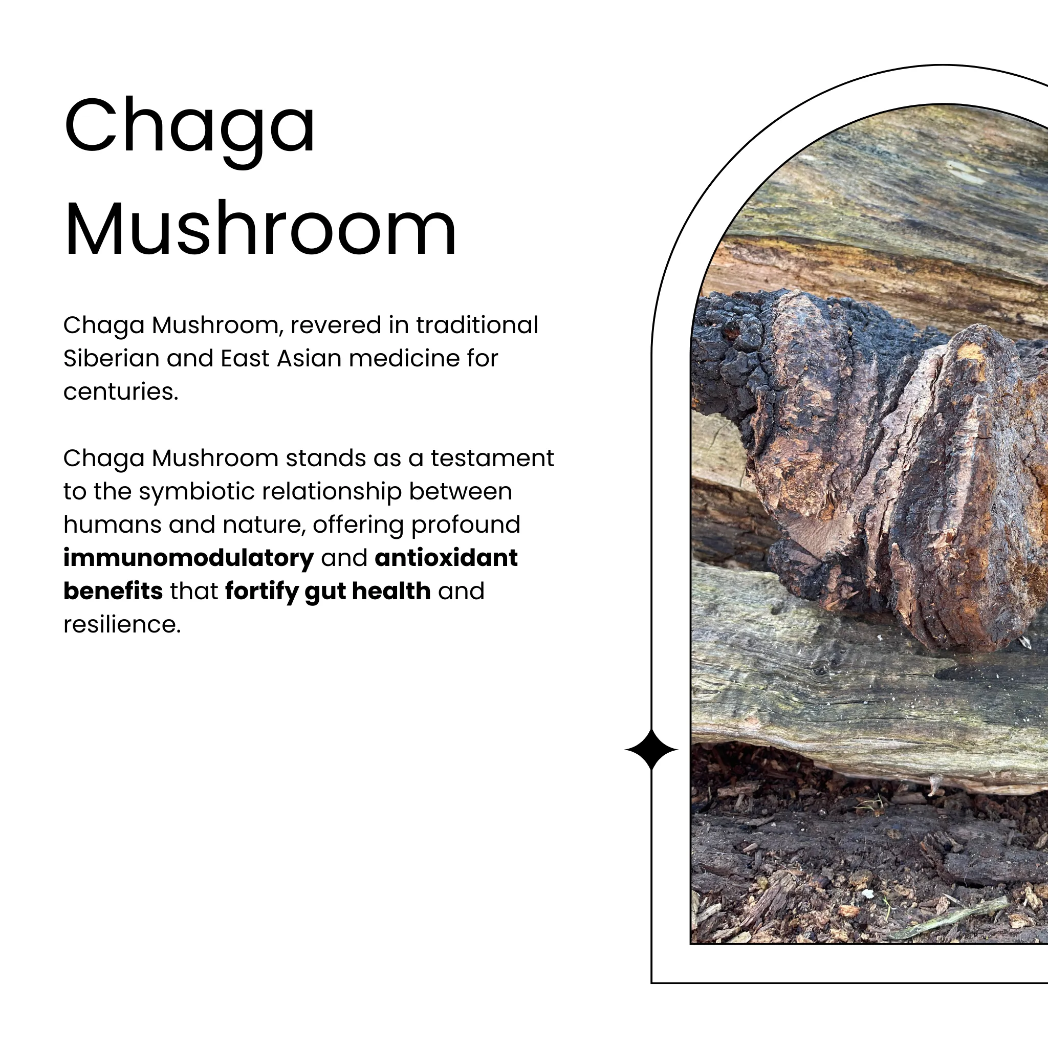 Functional Tea | Gut