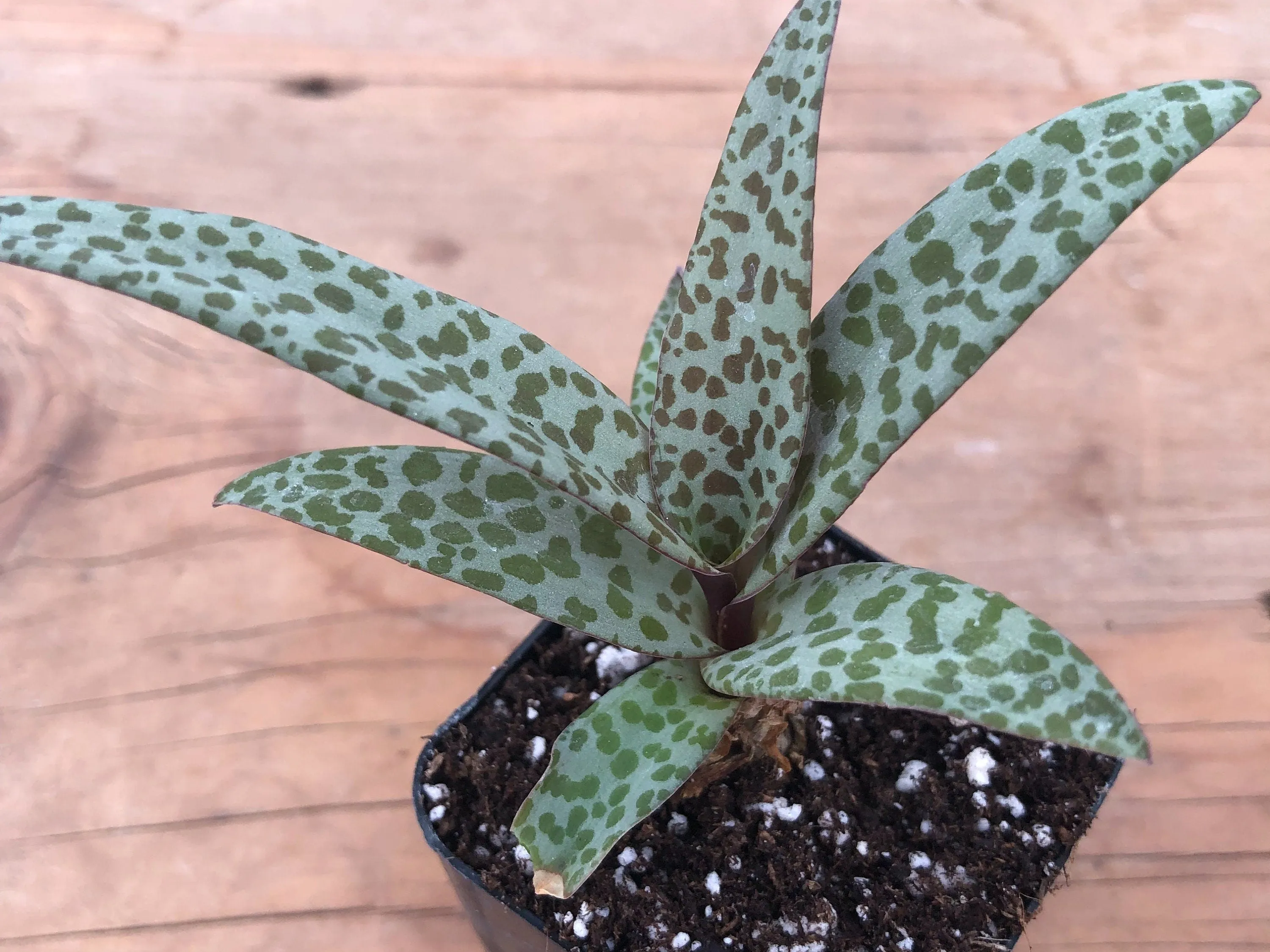 Live Silver Squill Succulent | Ledebouria Socialis | Leopard Lily