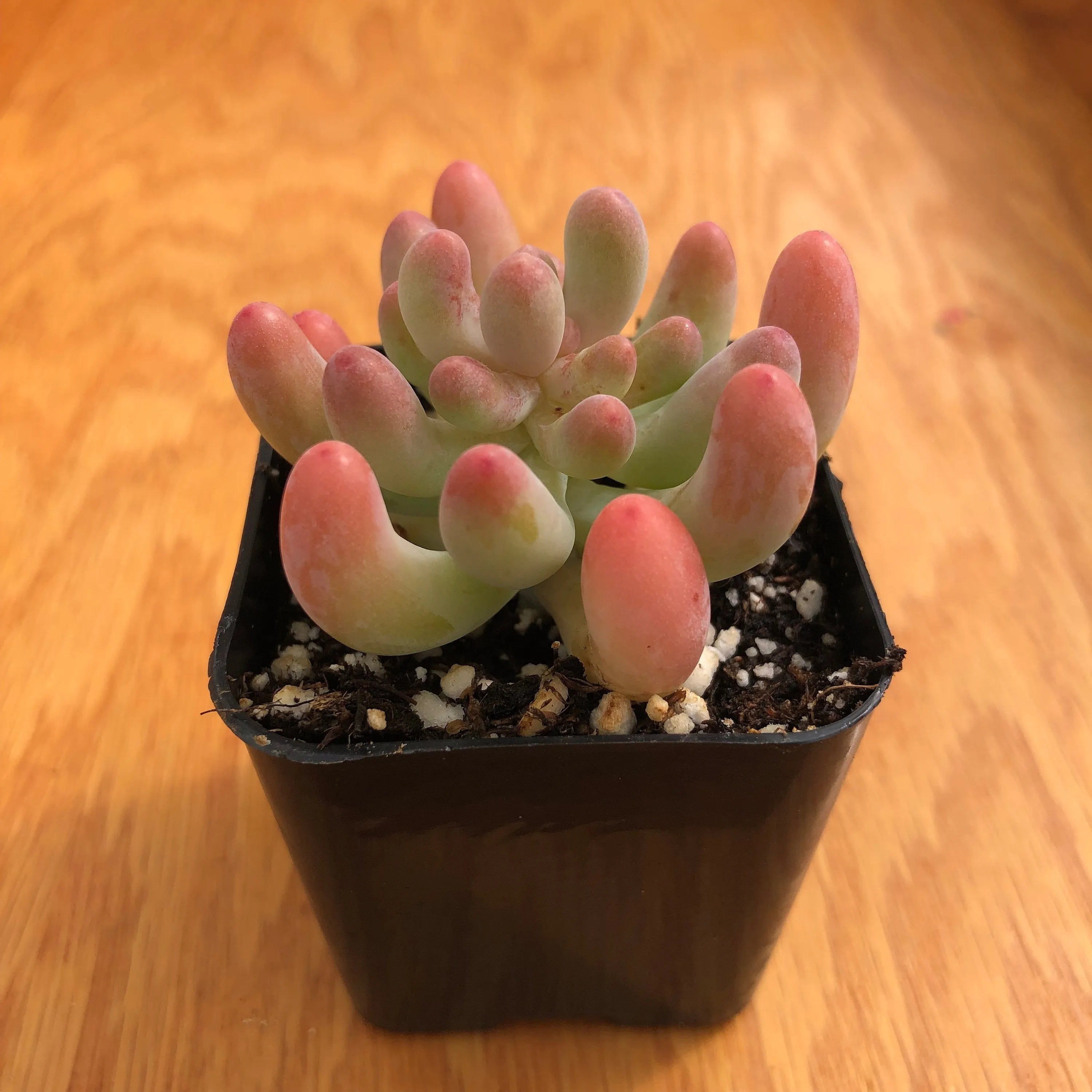 Live Succulent Jelly Bean | Many Fingers