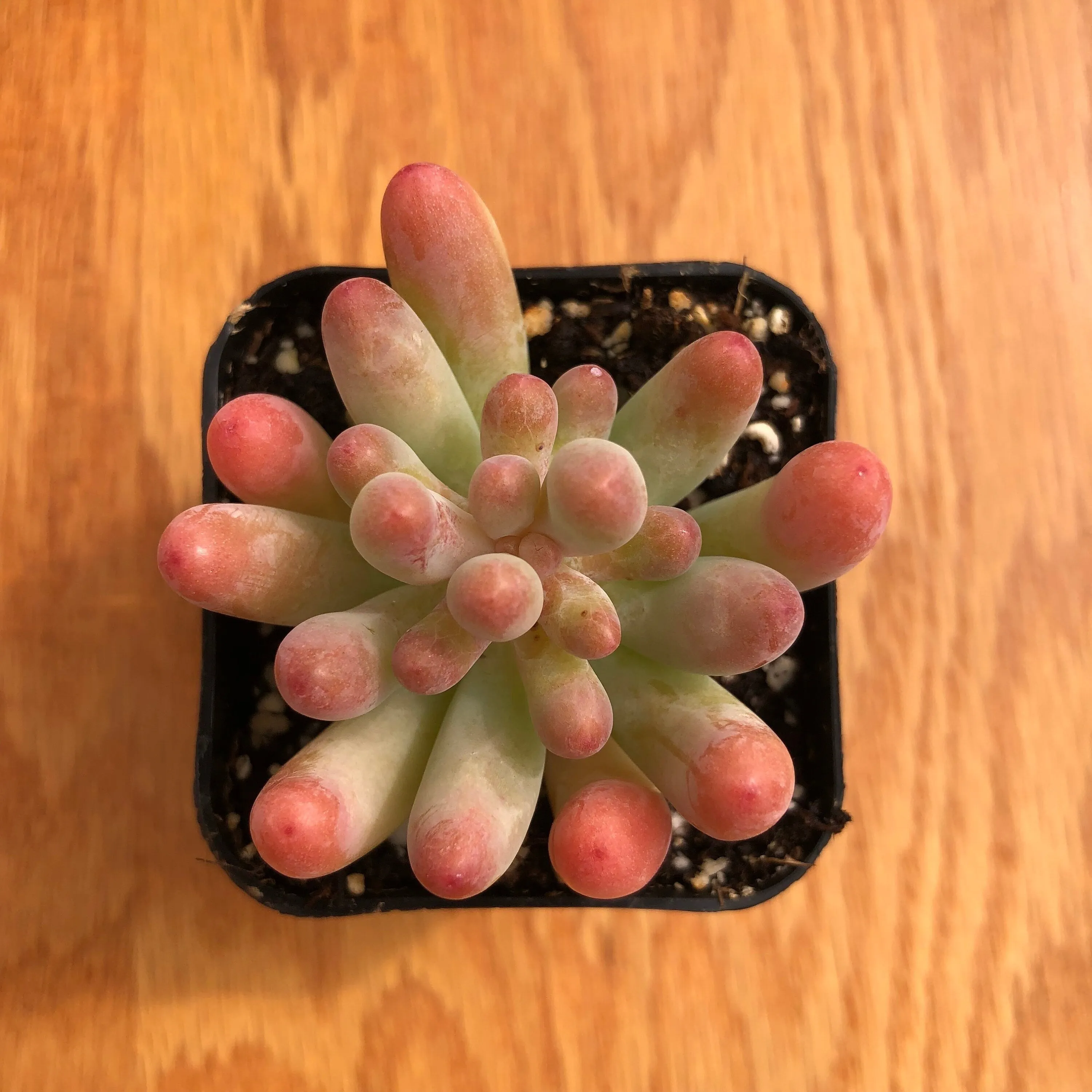 Live Succulent Jelly Bean | Many Fingers