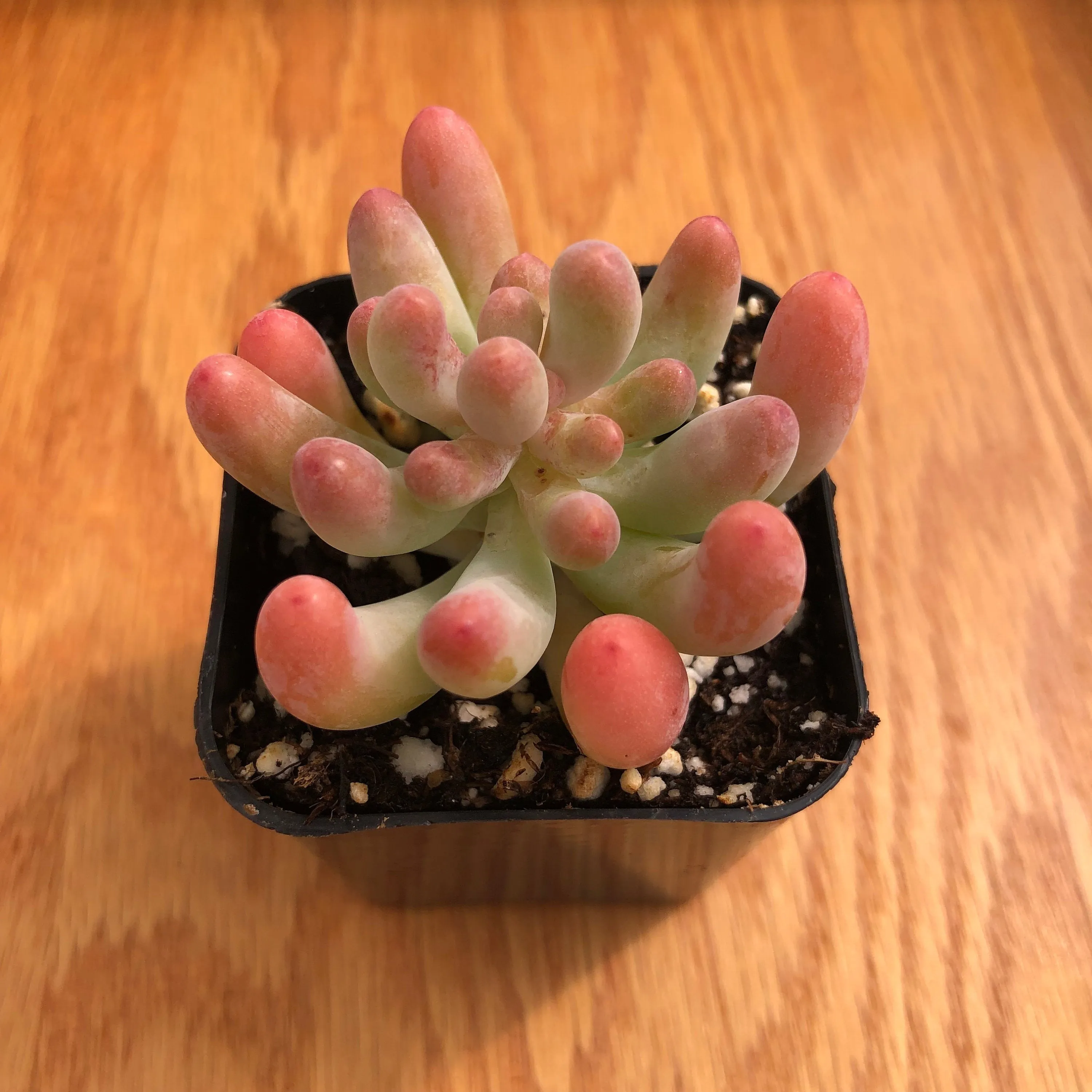 Live Succulent Jelly Bean | Many Fingers