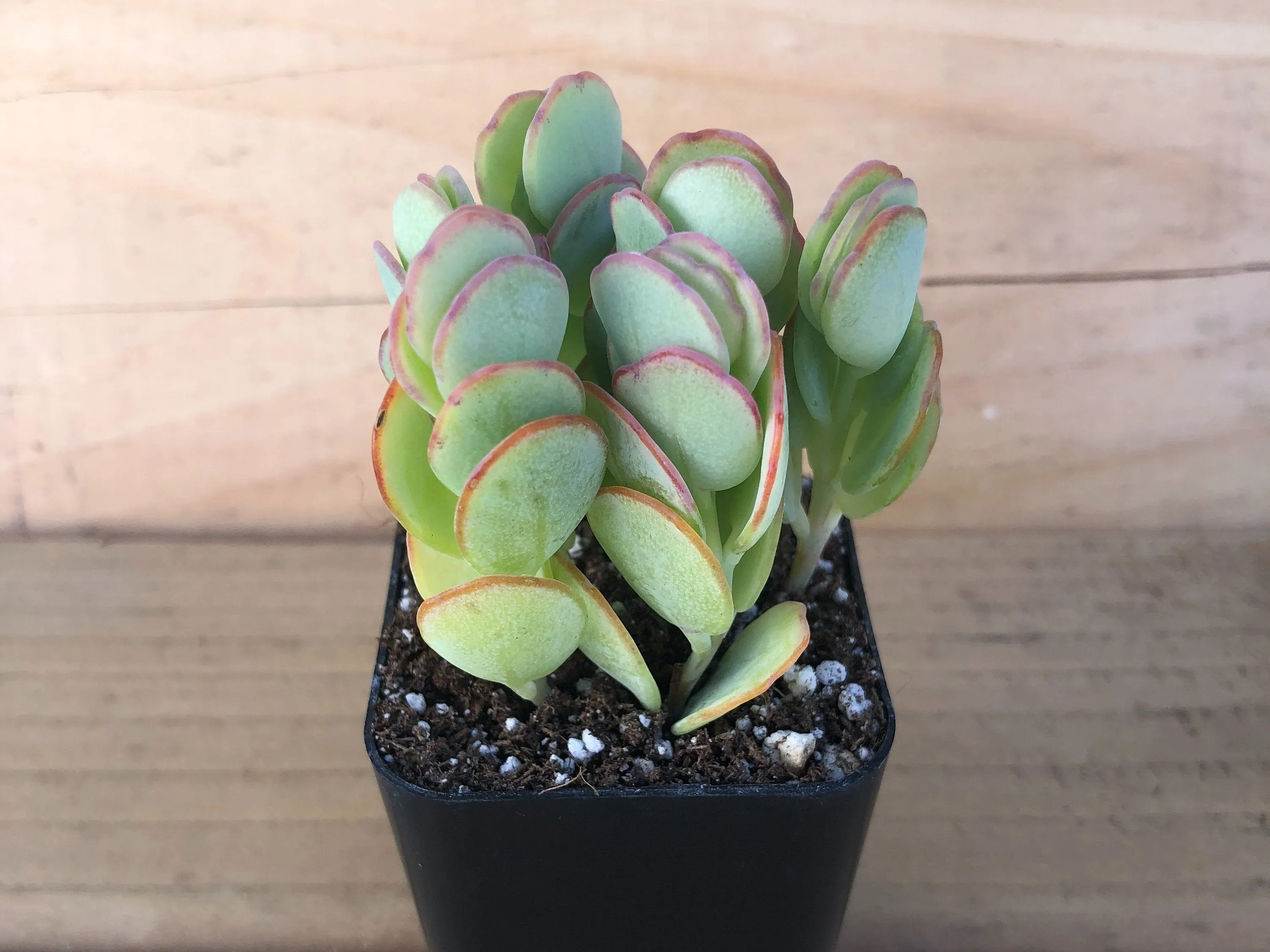 Live Succulent Marnier's Kalanchoe | Kalanchoe Marnieriana | Kalanchoe Panamensis