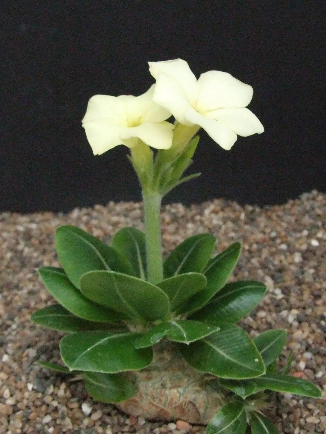 Pachypodium brevicaule var leucoxanthum - Madagascan Palm - Rare African Succulent - 5 Seeds
