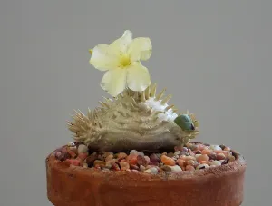 Pachypodium brevicaule var leucoxanthum - Madagascan Palm - Rare African Succulent - 5 Seeds