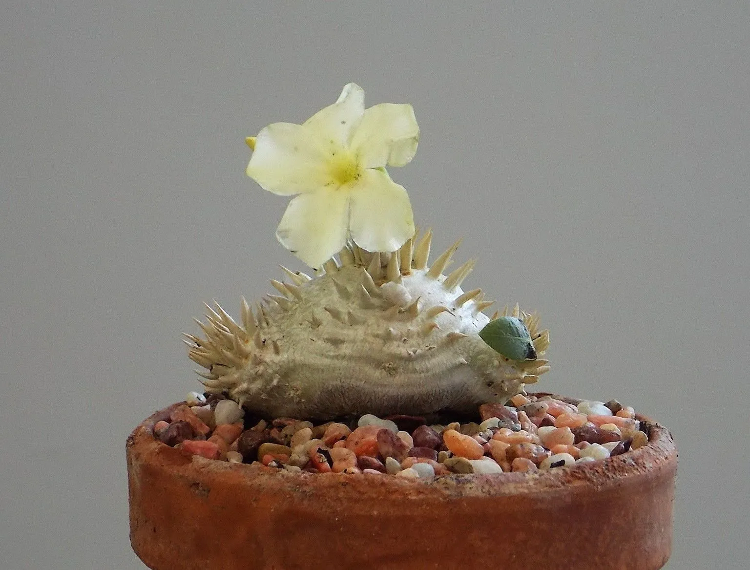 Pachypodium brevicaule var leucoxanthum - Madagascan Palm - Rare African Succulent - 5 Seeds